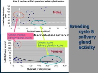 Lord Cranbrook,Swiflets Specialist.