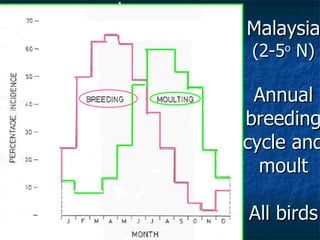 Lord Cranbrook,Swiflets Specialist.