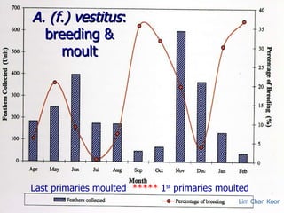 Lord Cranbrook,Swiflets Specialist.