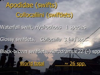 Lord Cranbrook,Swiflets Specialist.