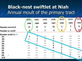 Lord Cranbrook,Swiflets Specialist.