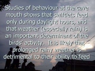 Lord Cranbrook,Swiflets Specialist.