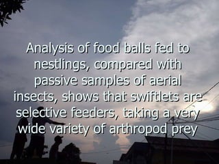 Lord Cranbrook,Swiflets Specialist.