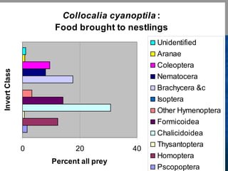 Lord Cranbrook,Swiflets Specialist.
