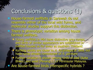 Lord Cranbrook,Swiflets Specialist.