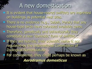 Lord Cranbrook,Swiflets Specialist.