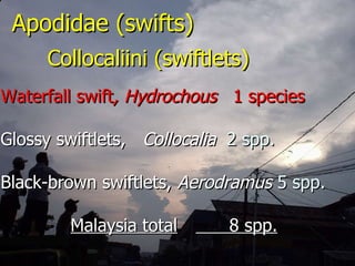 Lord Cranbrook,Swiflets Specialist.