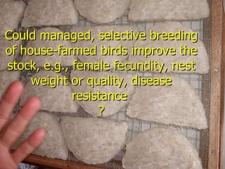 Lord Cranbrook,Swiflets Specialist.