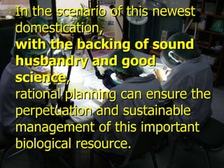 Lord Cranbrook,Swiflets Specialist.