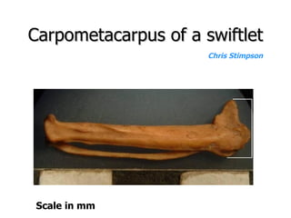 Lord Cranbrook,Swiflets Specialist.