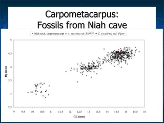 Lord Cranbrook,Swiflets Specialist.