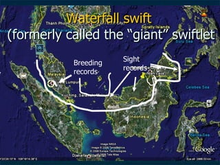 Lord Cranbrook,Swiflets Specialist.