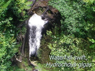 Lord Cranbrook,Swiflets Specialist.