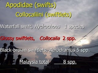 Lord Cranbrook,Swiflets Specialist.