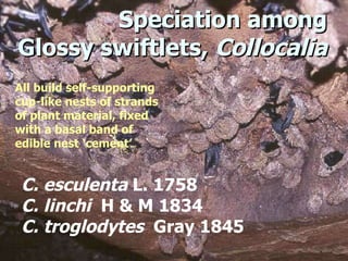 Lord Cranbrook,Swiflets Specialist.