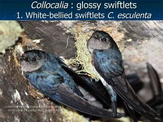 Lord Cranbrook,Swiflets Specialist.