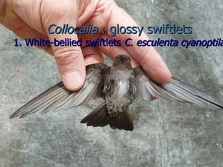 Lord Cranbrook,Swiflets Specialist.