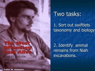 Lord Cranbrook,Swiflets Specialist.