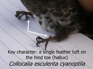 Lord Cranbrook,Swiflets Specialist.