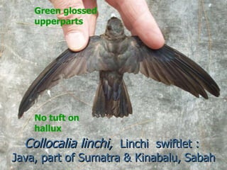 Lord Cranbrook,Swiflets Specialist.