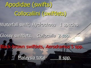 Lord Cranbrook,Swiflets Specialist.