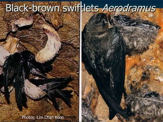 Lord Cranbrook,Swiflets Specialist.