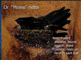 Lord Cranbrook,Swiflets Specialist.