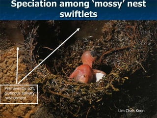 Lord Cranbrook,Swiflets Specialist.