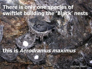 Lord Cranbrook,Swiflets Specialist.