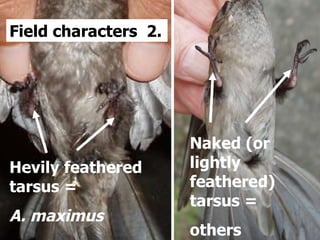 Lord Cranbrook,Swiflets Specialist.