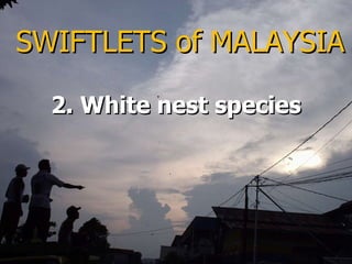 Lord Cranbrook,Swiflets Specialist.