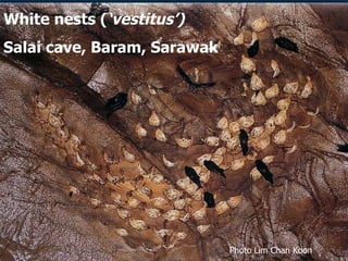 Lord Cranbrook,Swiflets Specialist.