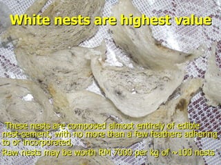 Lord Cranbrook,Swiflets Specialist.