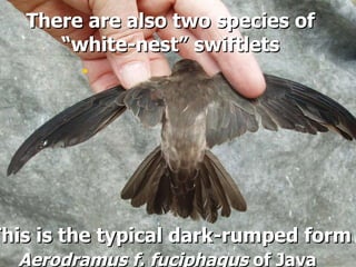 Lord Cranbrook,Swiflets Specialist.