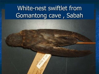 Lord Cranbrook,Swiflets Specialist.