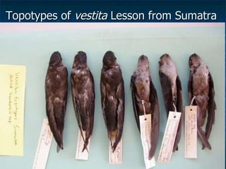 Lord Cranbrook,Swiflets Specialist.