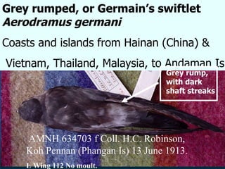 Lord Cranbrook,Swiflets Specialist.