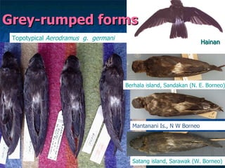 Lord Cranbrook,Swiflets Specialist.