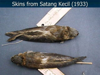 Lord Cranbrook,Swiflets Specialist.