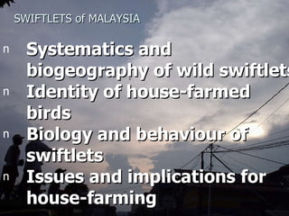 Lord Cranbrook,Swiflets Specialist.