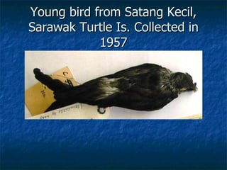 Lord Cranbrook,Swiflets Specialist.