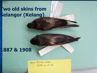 Lord Cranbrook,Swiflets Specialist.