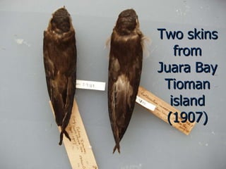 Lord Cranbrook,Swiflets Specialist.