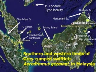 Lord Cranbrook,Swiflets Specialist.