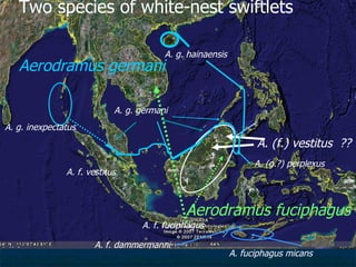 Lord Cranbrook,Swiflets Specialist.