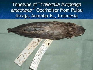 Lord Cranbrook,Swiflets Specialist.