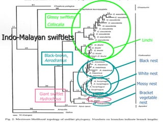 Lord Cranbrook,Swiflets Specialist.