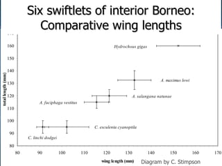 Lord Cranbrook,Swiflets Specialist.