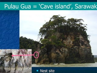 Lord Cranbrook,Swiflets Specialist.