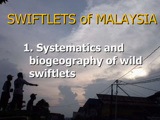 Lord Cranbrook,Swiflets Specialist.